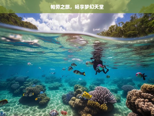 帕劳之旅，畅享梦幻天堂，帕劳之旅，梦幻天堂畅享记