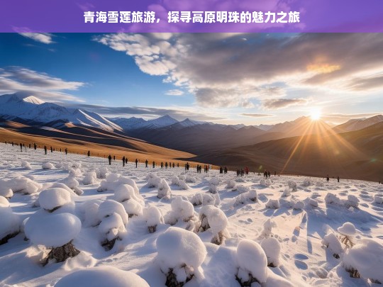 青海雪莲旅游，探寻高原明珠的魅力之旅，青海雪莲旅游，探寻高原明珠魅力之旅